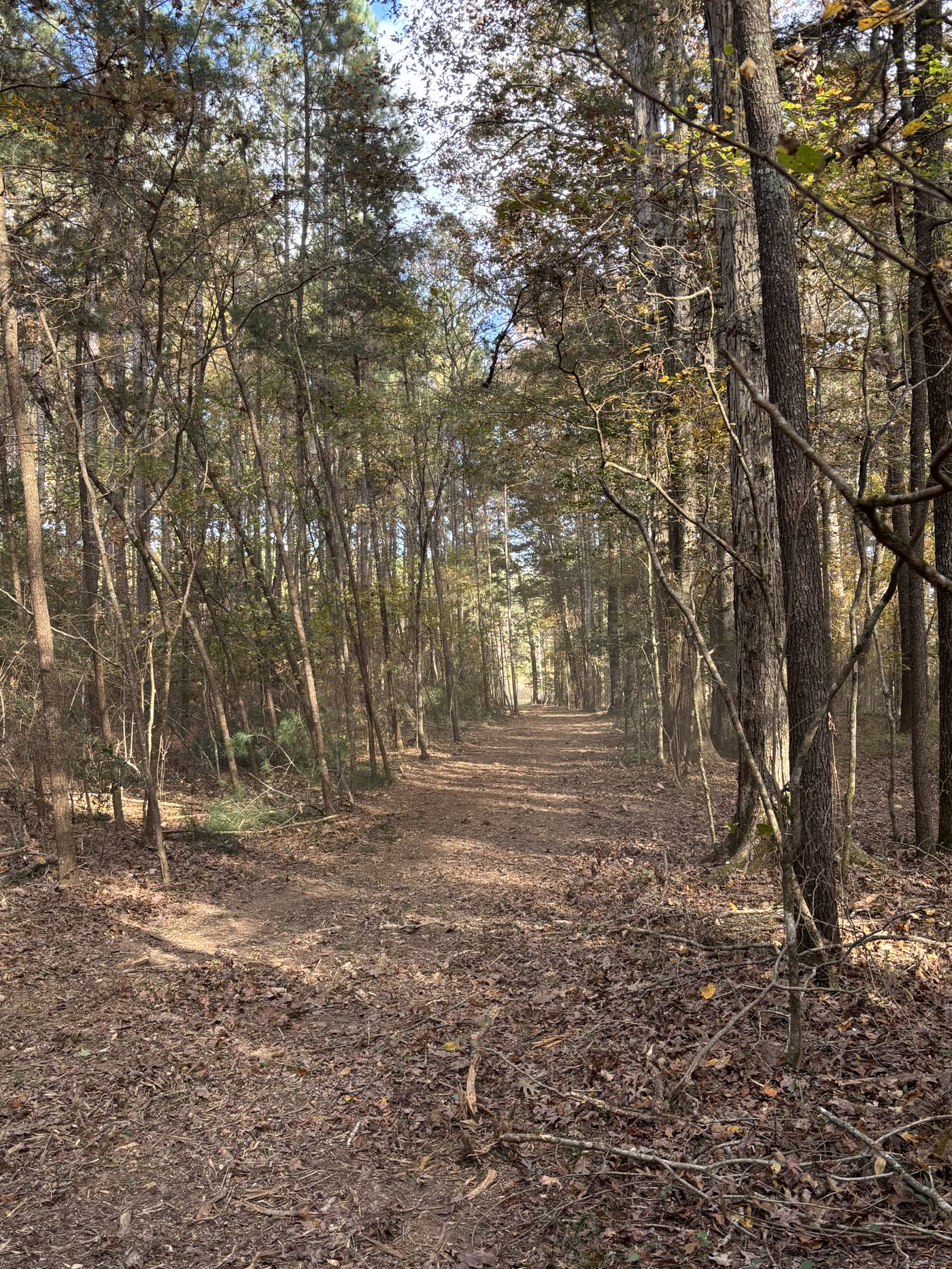 Trail cleared through the woods near Columbia, MS