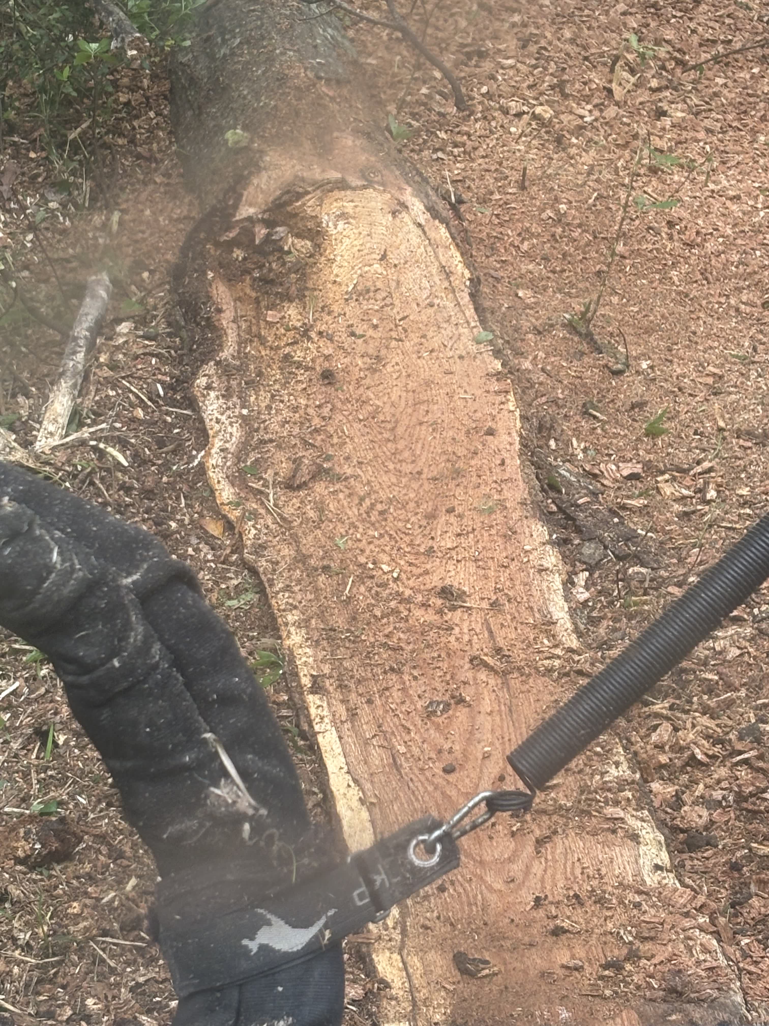 Stump removal and cleanup on a property near Columbia, MS